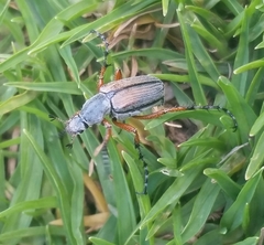 Macrodactylus mexicanus