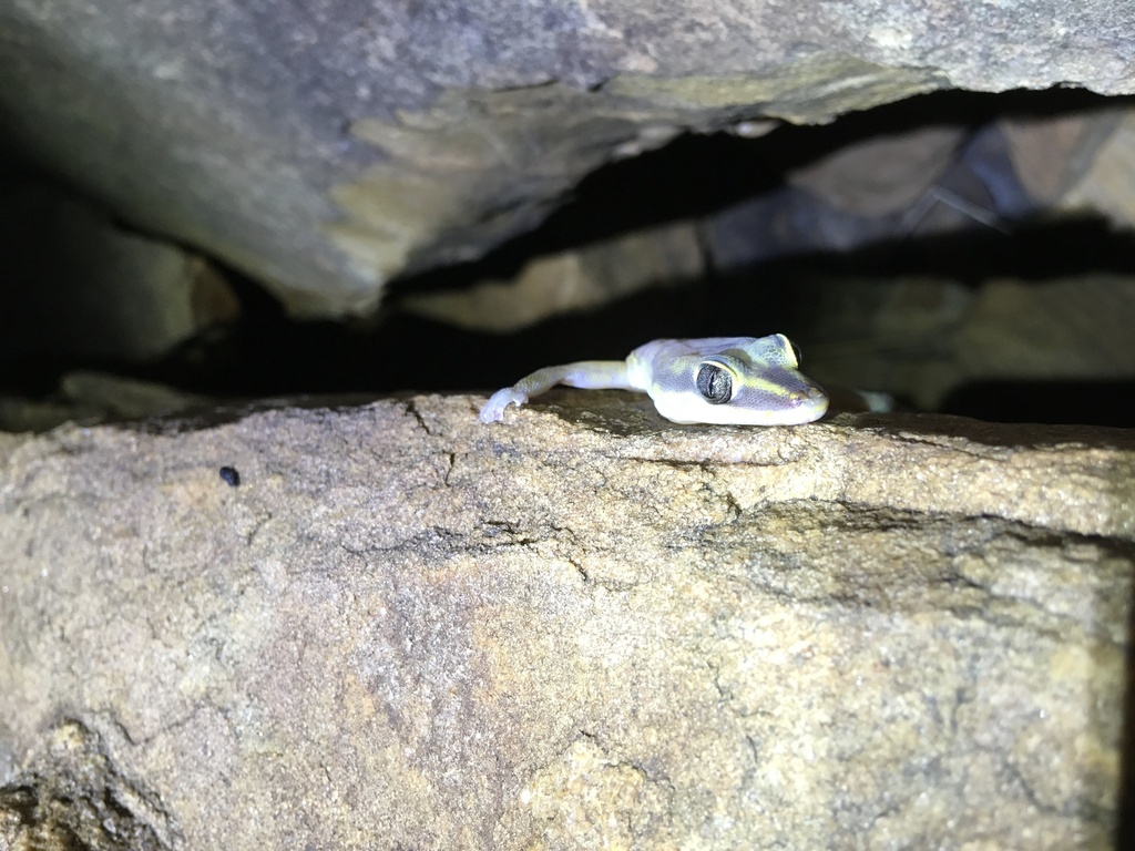 Gracile Velvet Gecko