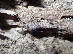 Mesomachilis