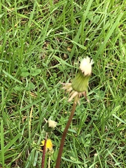 Taraxacum