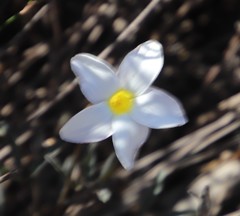 Oxalis lateriflora