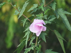 Hibiscus striatus