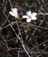 Oxalis lateriflora