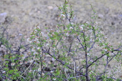 Mimosa aculeaticarpa