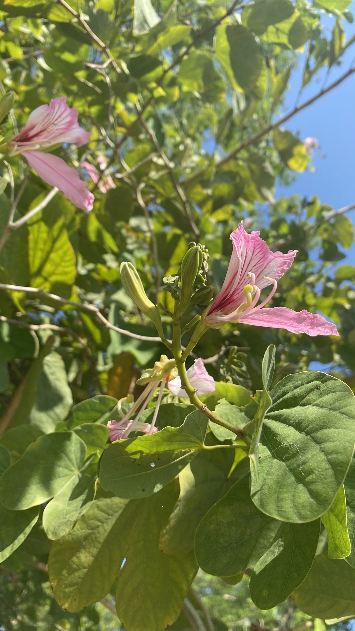 Bauhinia purpurea