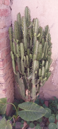 Foto de Candelabro