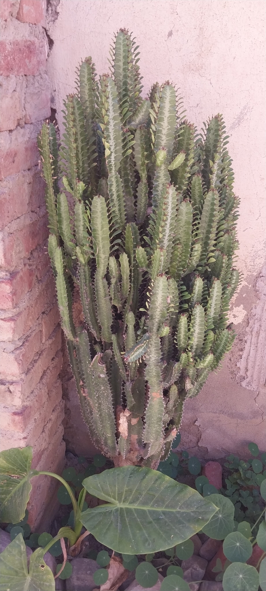 Imagem de Candelabro