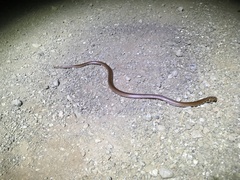 Little Spotted Snake