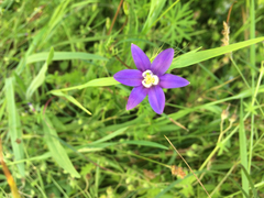Brodiaea stellaris