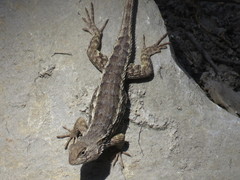 Sceloporus albiventris