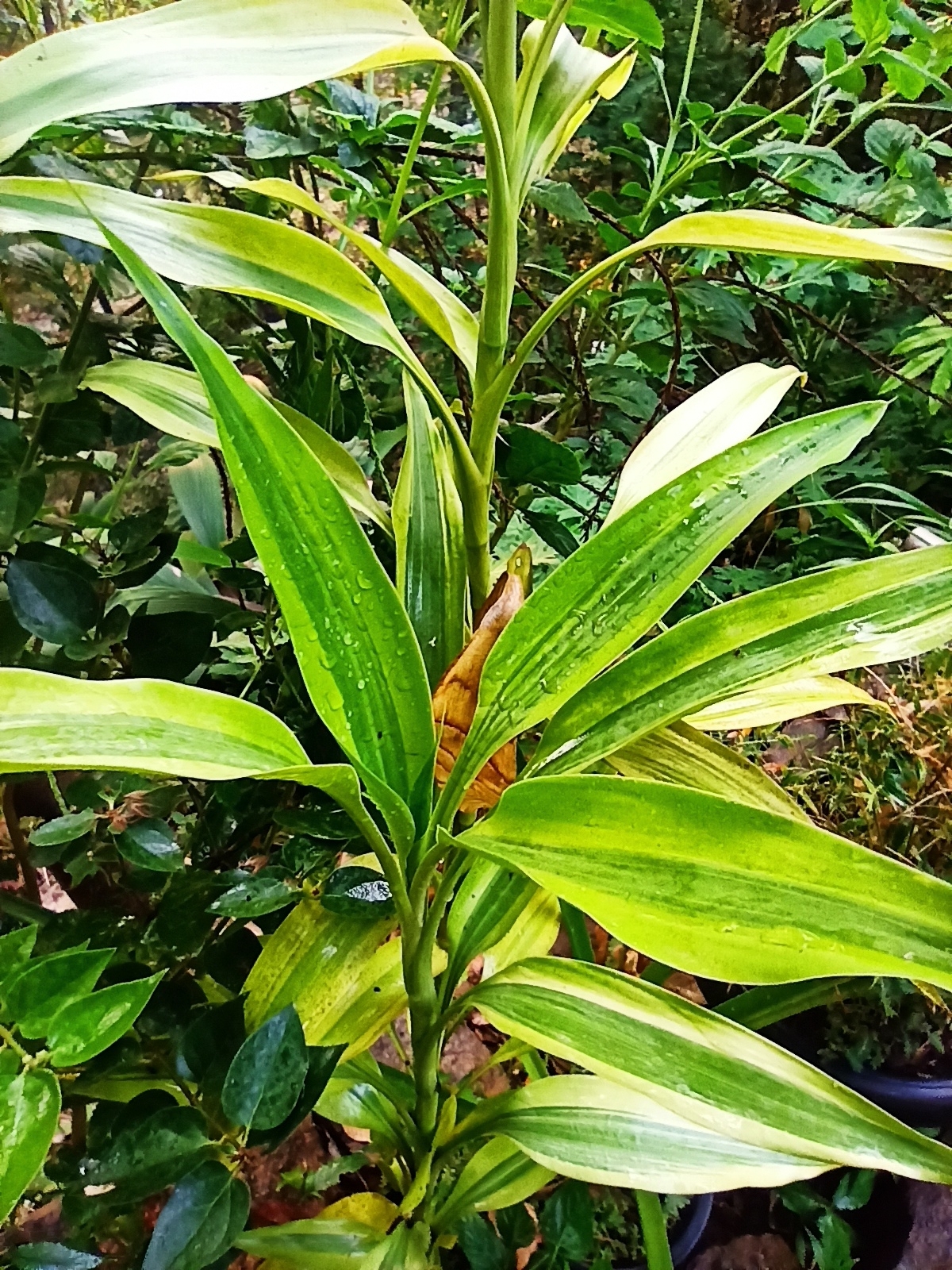 Imagem de Bambu-da-sorte