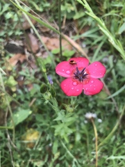 Linum grandiflorum