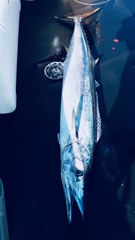 Acanthocybium solandri