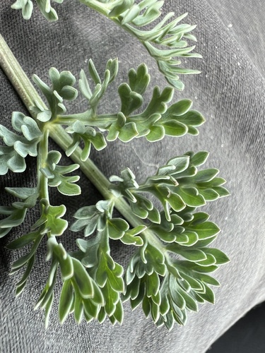 Image of Donnell's Biscuitroot (Lomatium donnellii) by no rights reserved