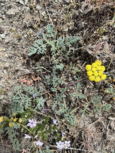 Image of Donnell's Biscuitroot (Lomatium donnellii) by no rights reserved