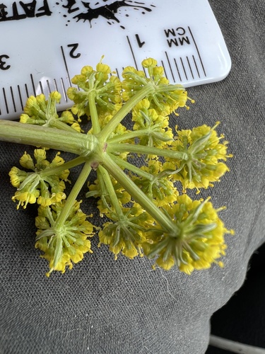 Image of Donnell's Biscuitroot (Lomatium donnellii) by no rights reserved