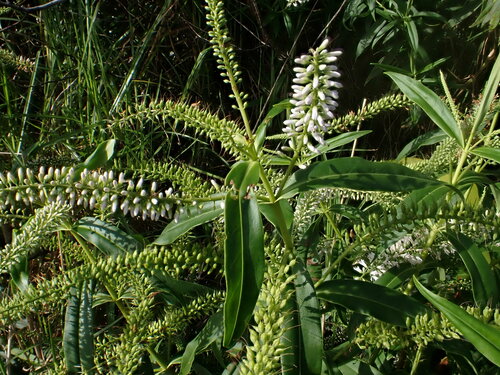 Veronica stricta