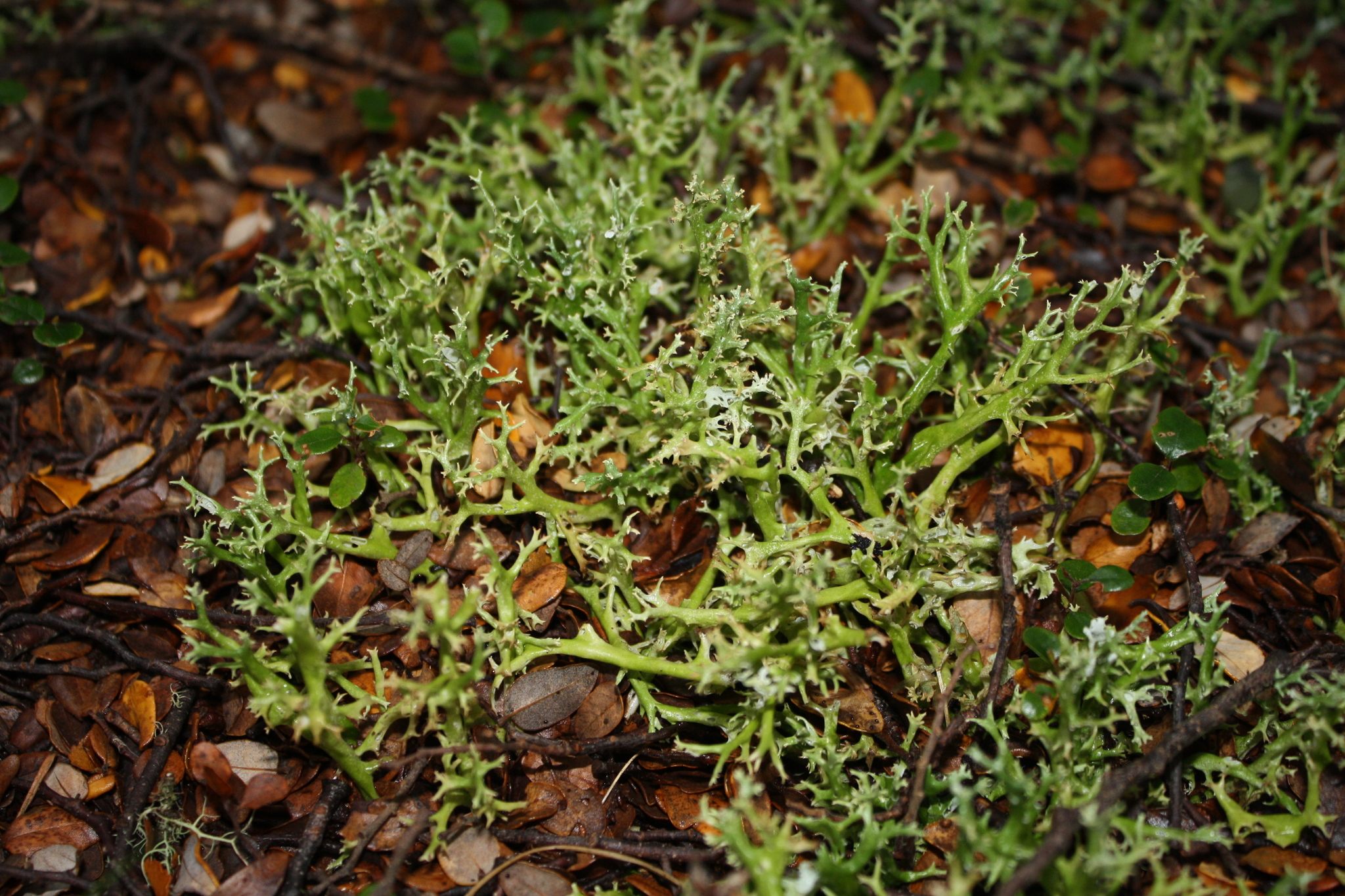 Cladia aggregata image