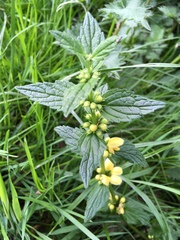 Lamium galeobdolon montanum