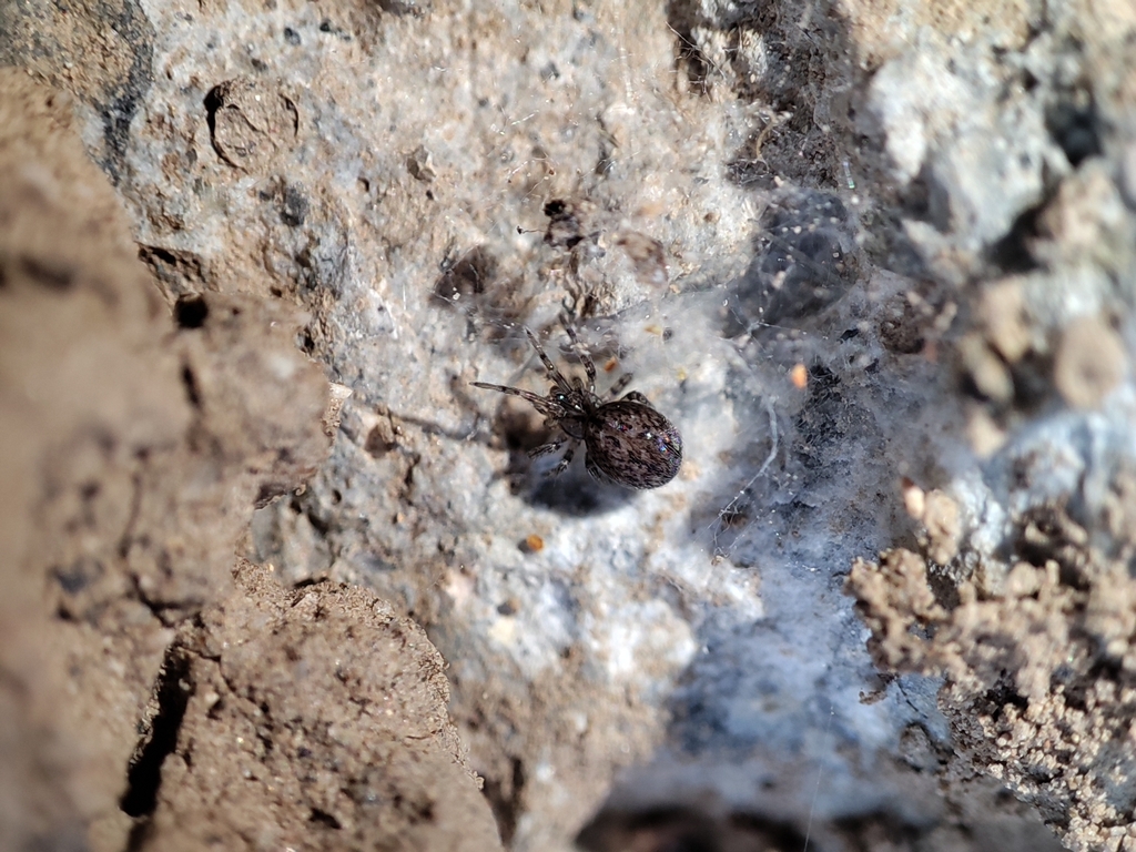Asialathys spiralis
