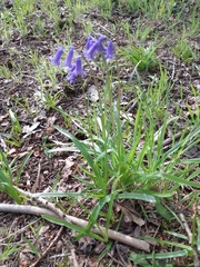 Hyacinthoides non-scripta