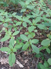 Impatiens glandulifera