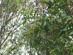 Thamnophilus multistriatus