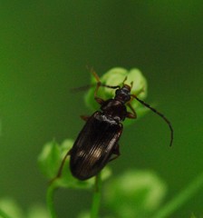 Gonodera luperus