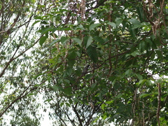 Thamnophilus multistriatus