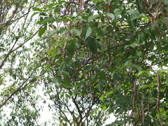 Thamnophilus multistriatus