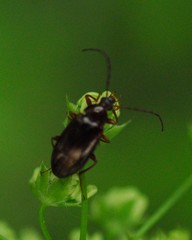 Gonodera luperus