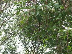 Thamnophilus multistriatus