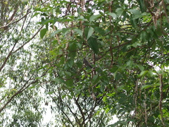 Thamnophilus multistriatus