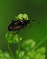 Gonodera luperus