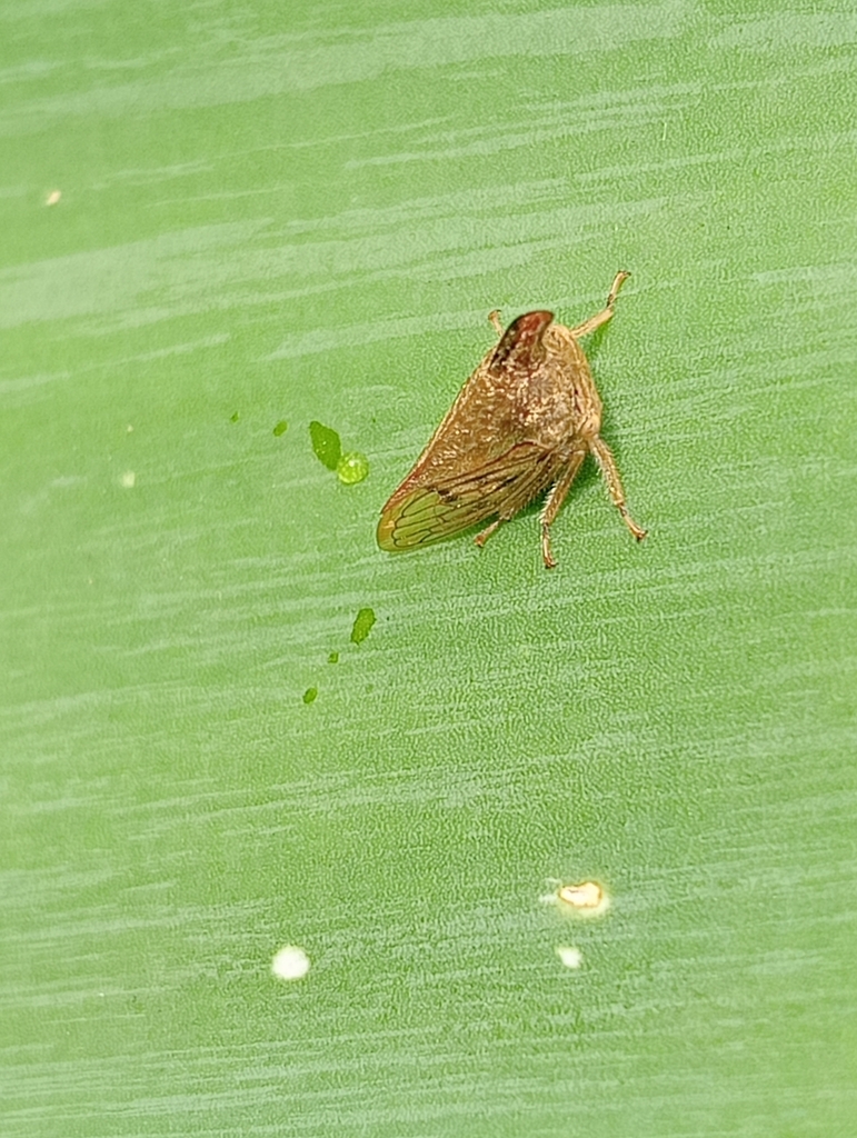 Aconophora flavipes