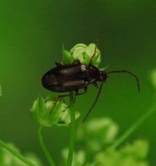 Gonodera luperus