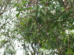 Thamnophilus multistriatus