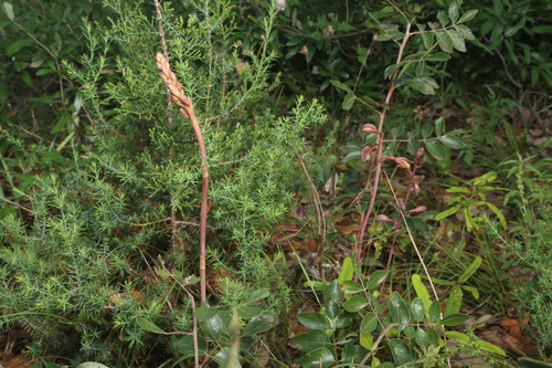 Image of Crested Coralroot (Bletia spicata) by (c) Reid Hardin, some rights reserved (CC BY)
