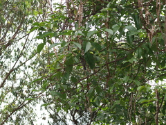 Thamnophilus multistriatus