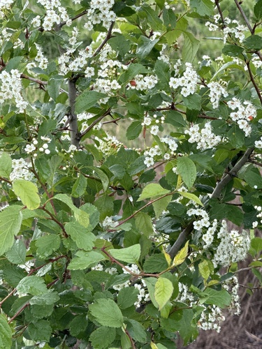Klamath hawthorn (Crataegus gaylussacia)