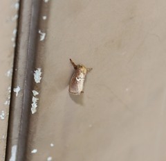Monoleuca semifascia