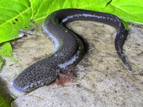 Lesser Siren