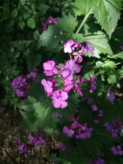 Lunaria annua