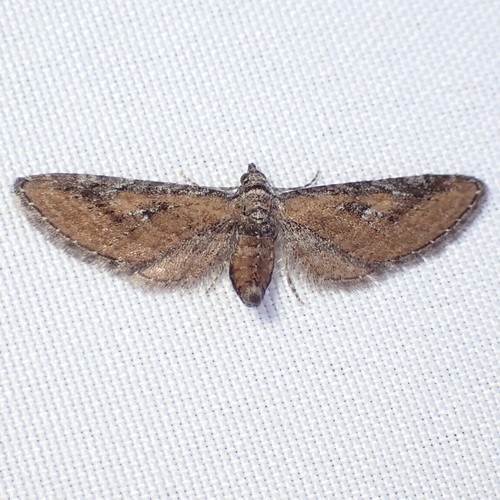 Eupithecia biedermanata photo 2