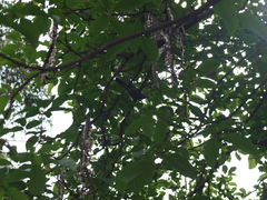 Thamnophilus multistriatus