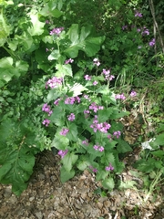 Lunaria annua