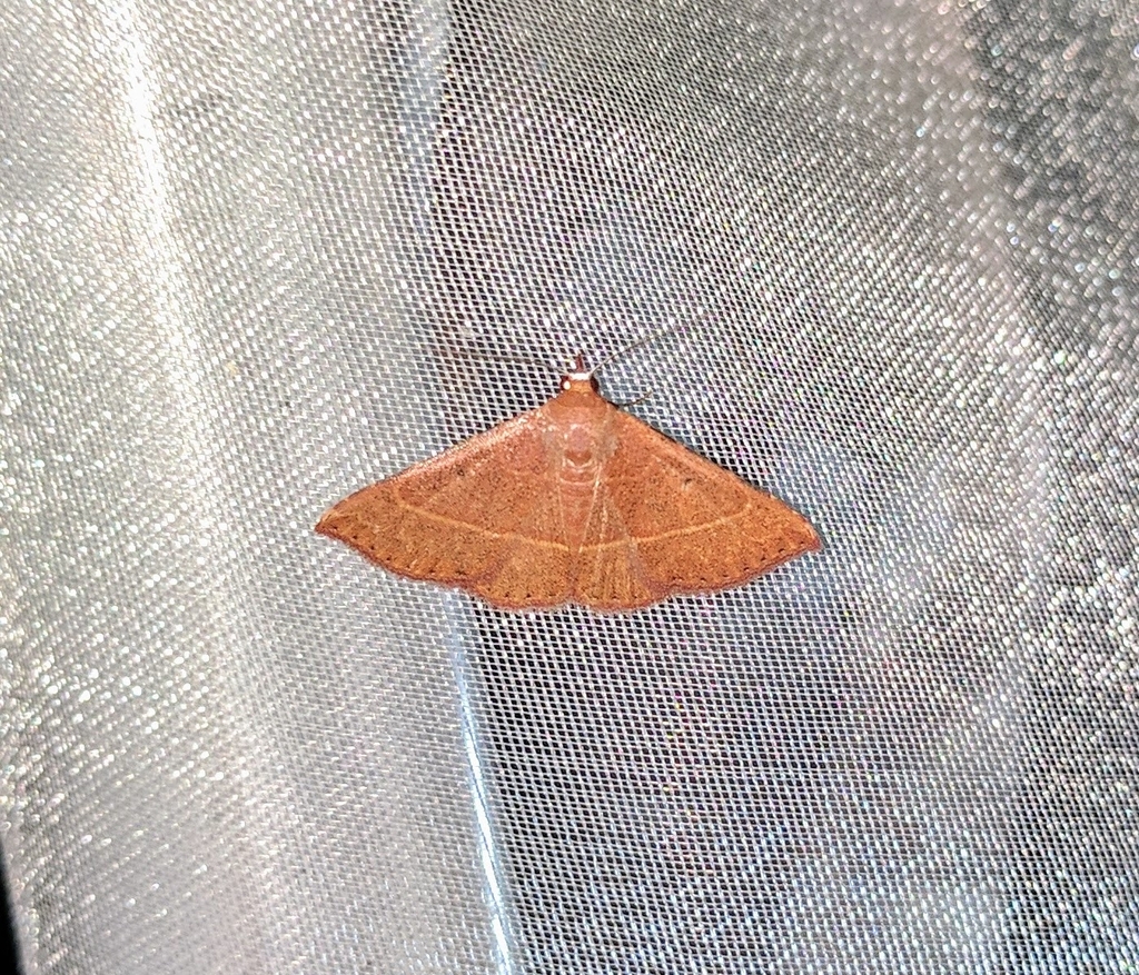 Corgatha rubra