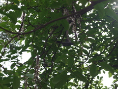 Thamnophilus multistriatus