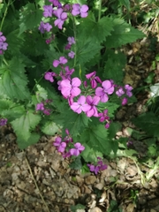Lunaria annua