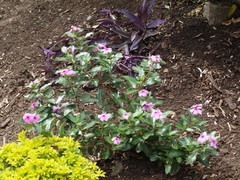 Thamnophilus multistriatus